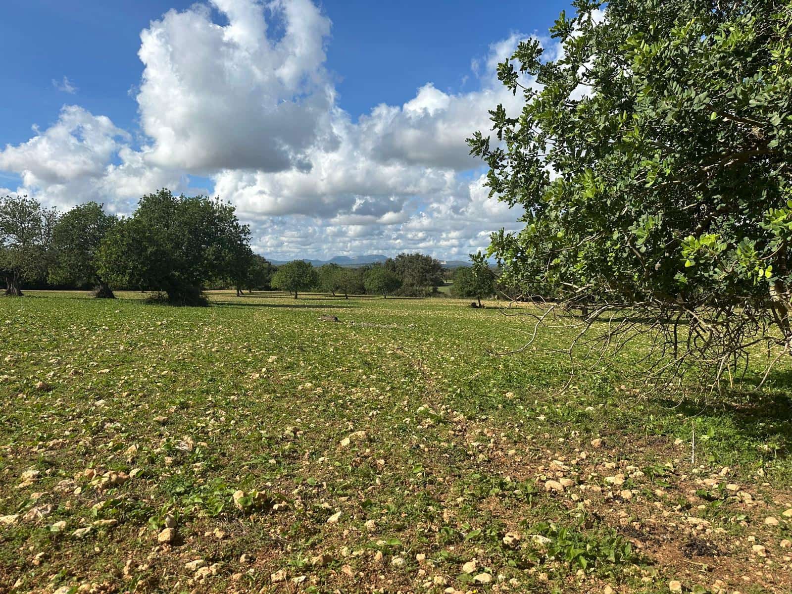 Undeveloped Land for sale in Felanitx - € 449,000 (Ref: 9487187)