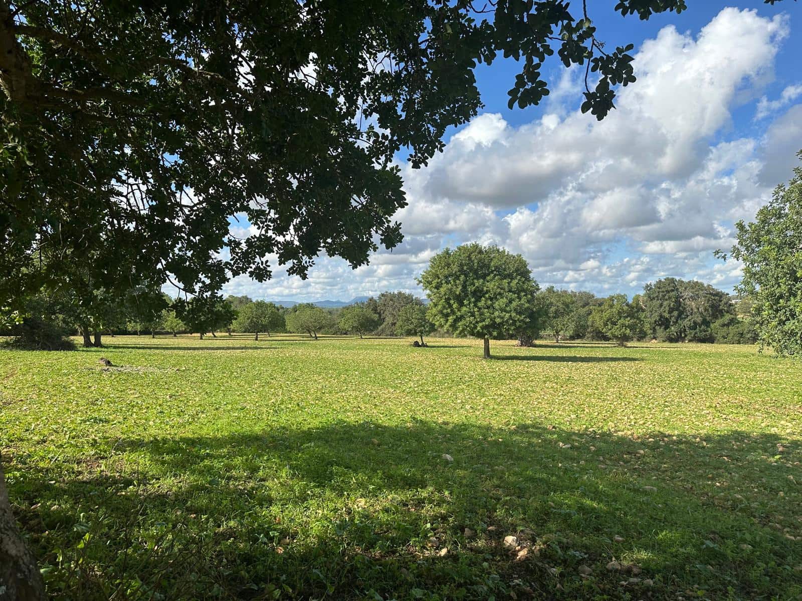 Undeveloped Land for sale in Felanitx - € 449,000 (Ref: 9487187)