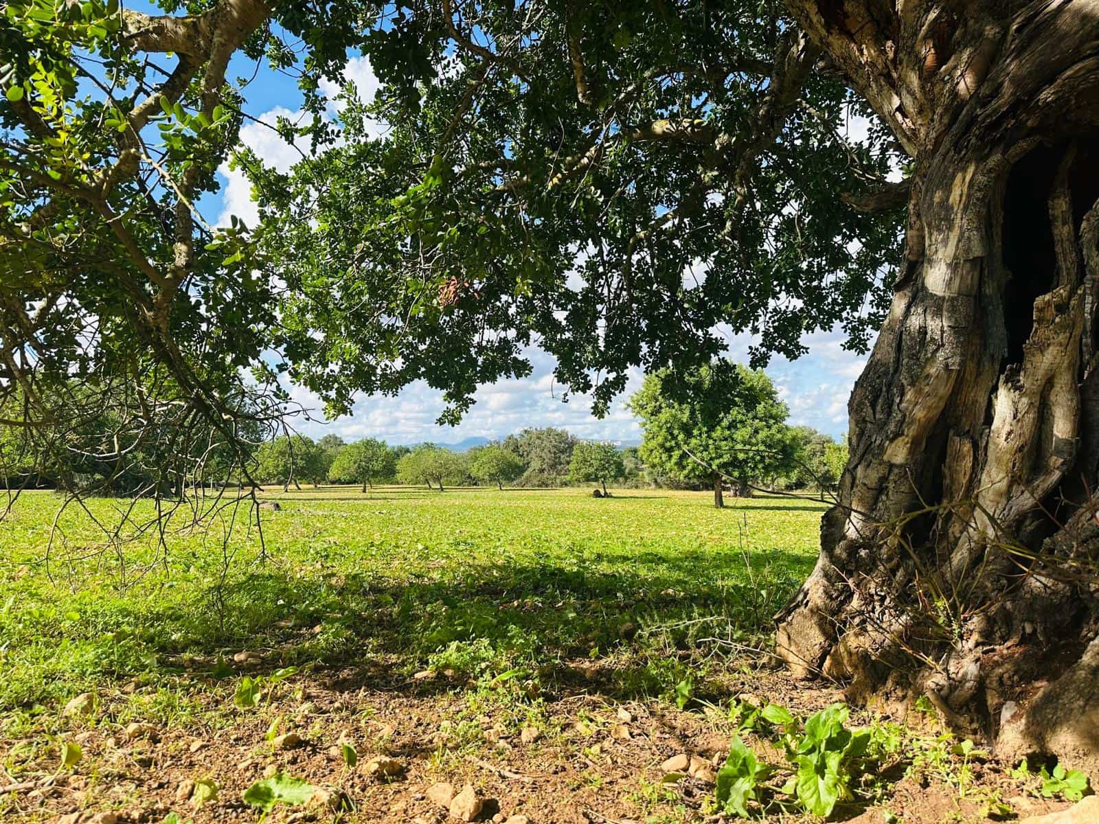 Undeveloped Land for sale in Felanitx - € 449,000 (Ref: 9487187)