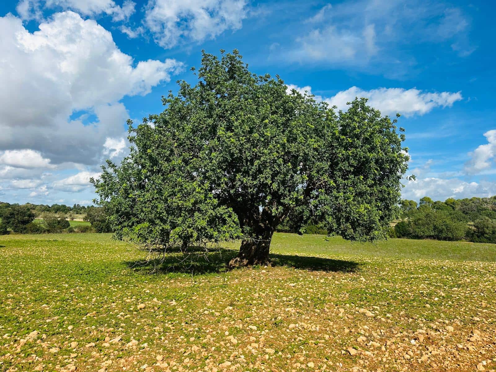 Undeveloped Land for sale in Felanitx - € 449,000 (Ref: 9487187)