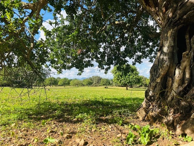 Teren niezagospodarowany na sprzedaż w Felanitx - 449 000 € (Ref: 9487187)