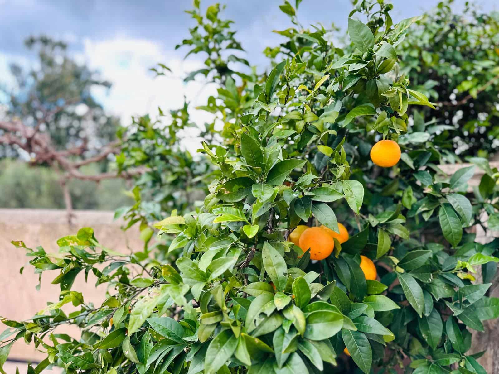 3 soveværelse Semi-Rækkehus til salg i Porreres med swimmingpool - € 779.000 (Ref: 9491802)