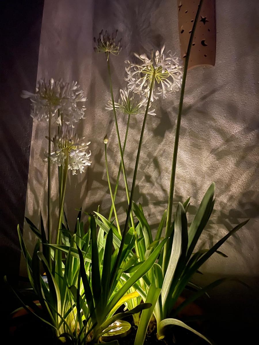 2 soveværelse Penthouse til salg i Cala Antena med swimmingpool garage - € 459.000 (Ref: 9537370)