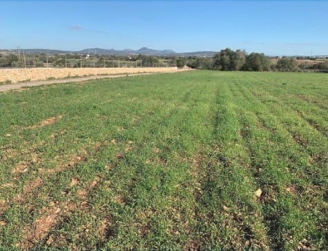 Teren niezagospodarowany na sprzedaż w Manacor - 300 000 € (Ref: 9622755)