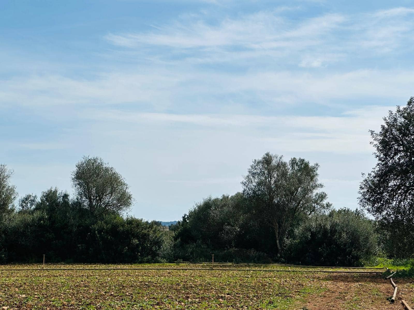 Terre non Aménagée à vendre à Manacor - 300 000 € (Ref: 9622755)