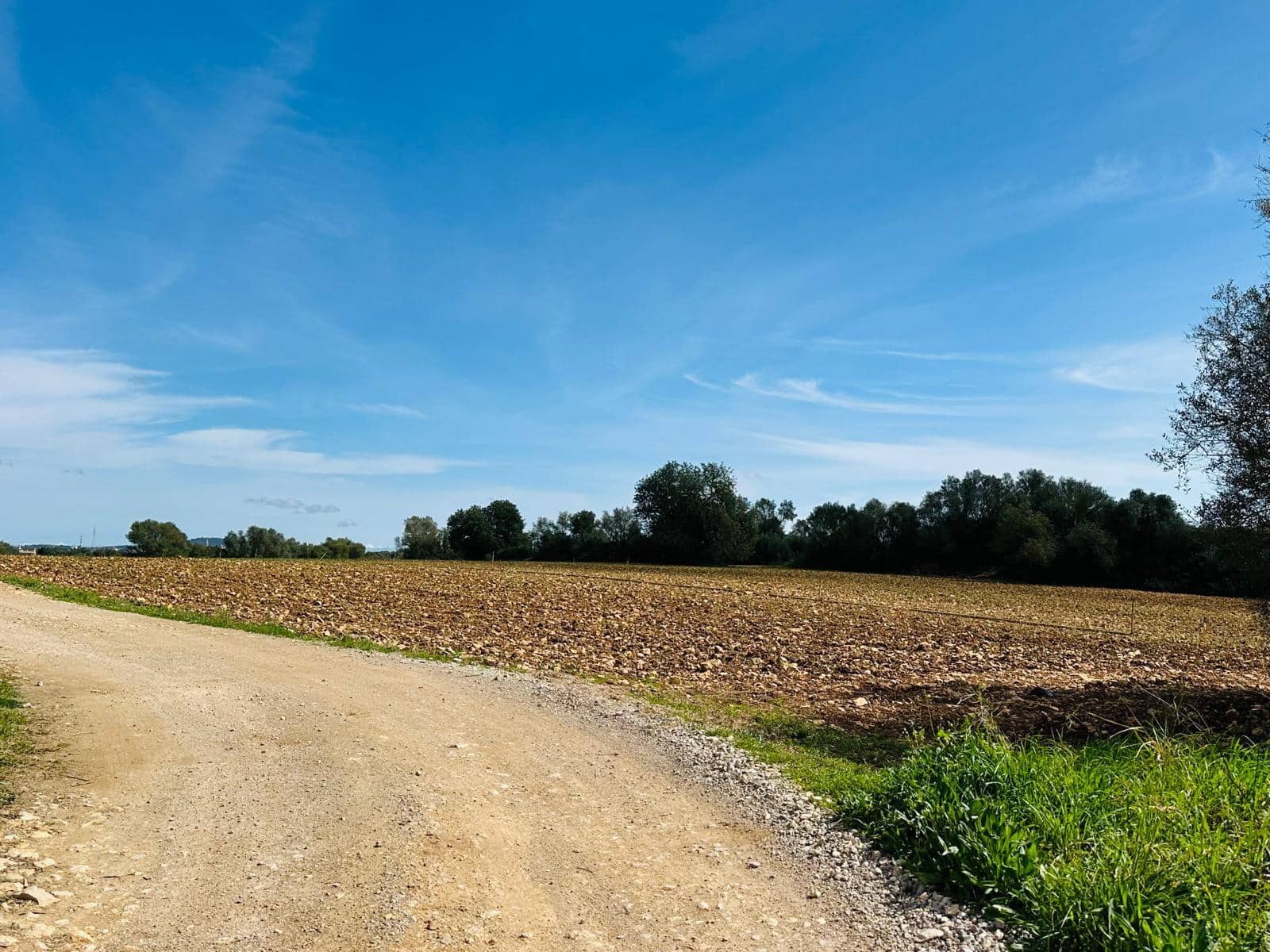 Terre non Aménagée à vendre à Manacor - 300 000 € (Ref: 9622755)