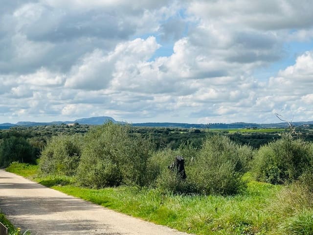 Mark till salu i Manacor - 300 000 € (Ref: 9622755)