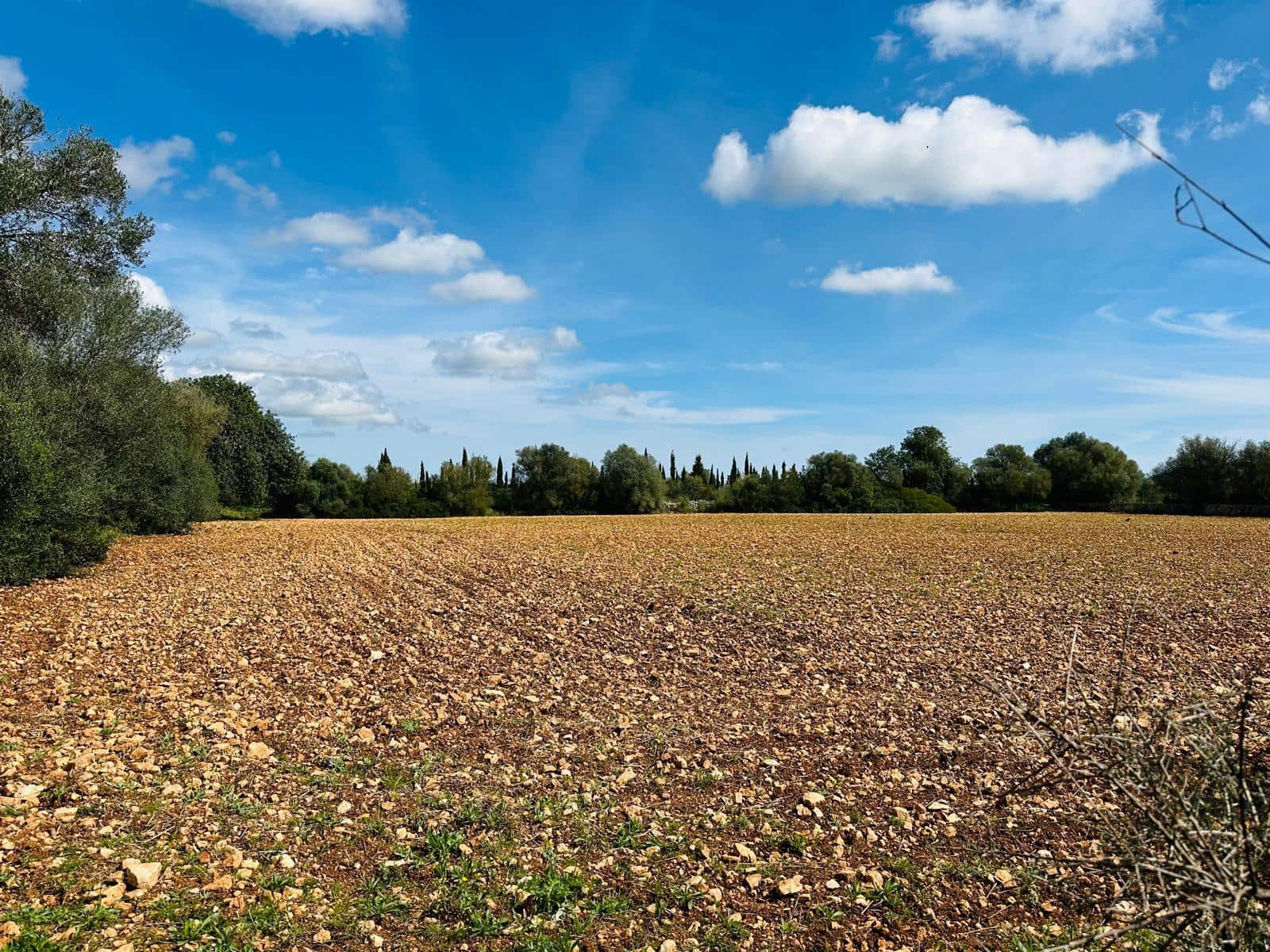 Terre non Aménagée à vendre à Manacor - 300 000 € (Ref: 9622755)