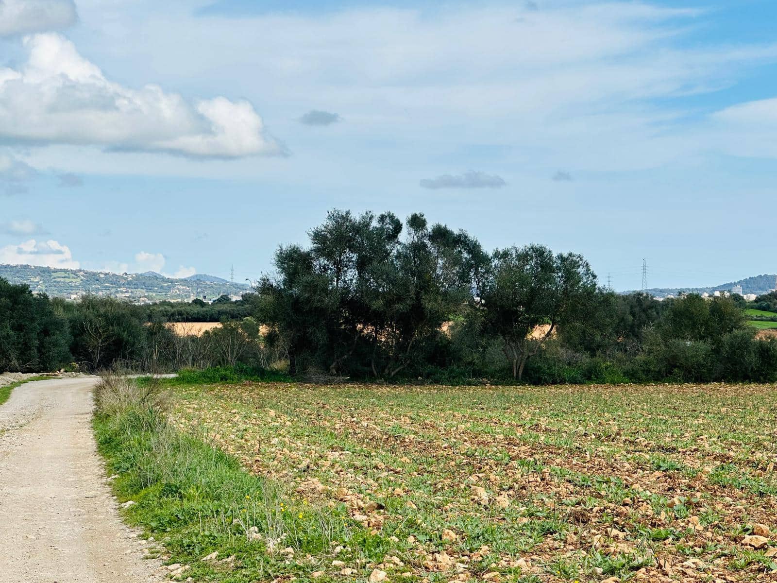 Terre non Aménagée à vendre à Manacor - 300 000 € (Ref: 9622755)