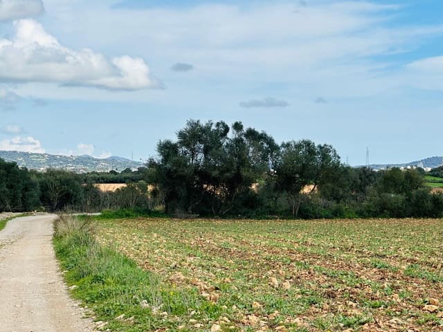 Mark till salu i Manacor - 300 000 € (Ref: 9622755)