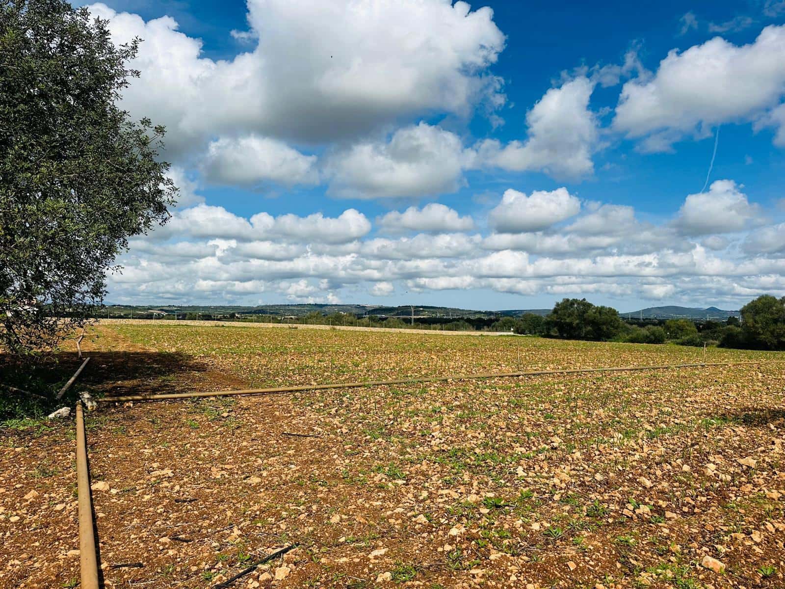 Terre non Aménagée à vendre à Manacor - 300 000 € (Ref: 9622755)
