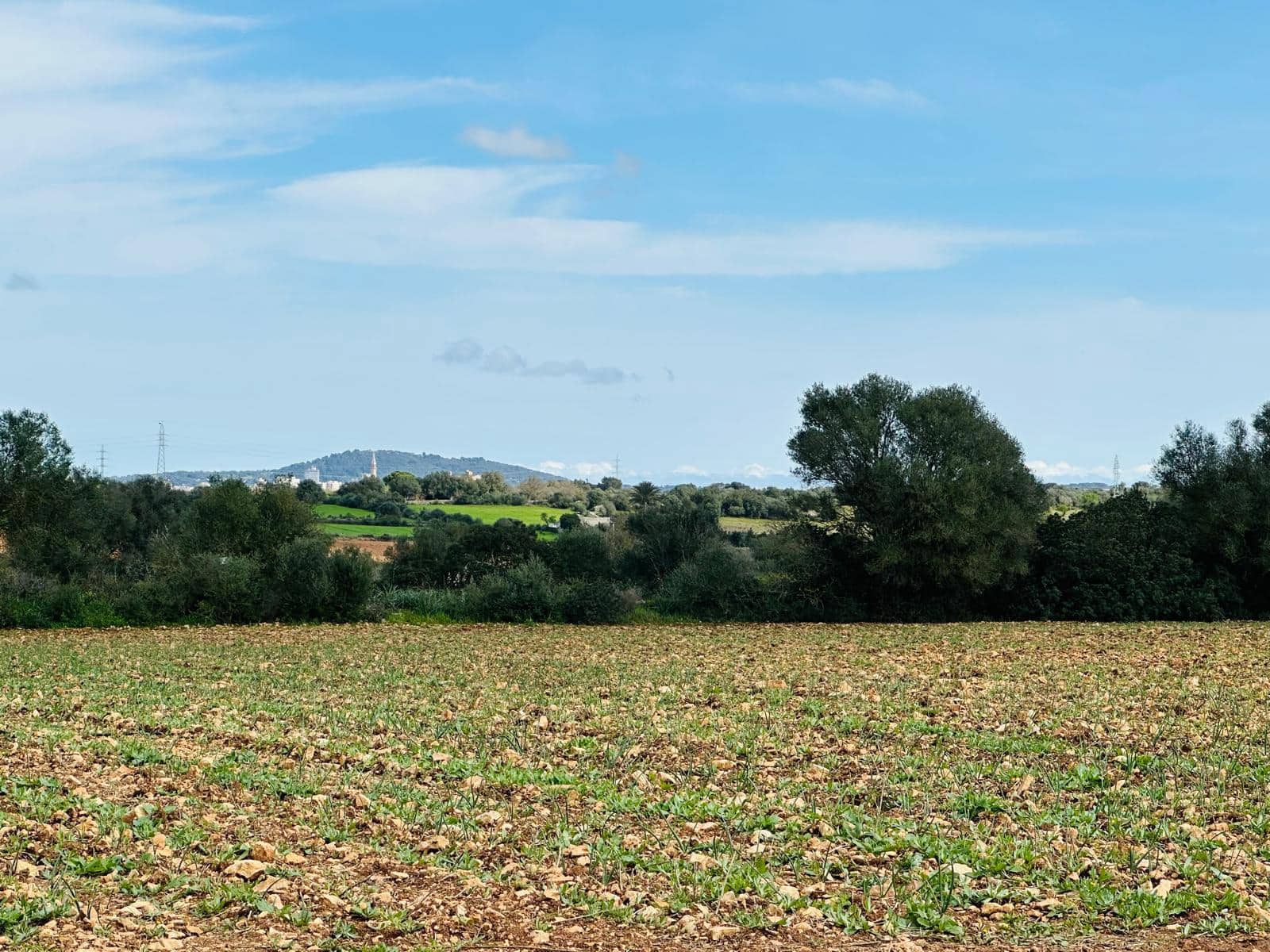 Terre non Aménagée à vendre à Manacor - 300 000 € (Ref: 9622755)