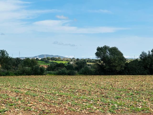 Mark till salu i Manacor - 300 000 € (Ref: 9622755)