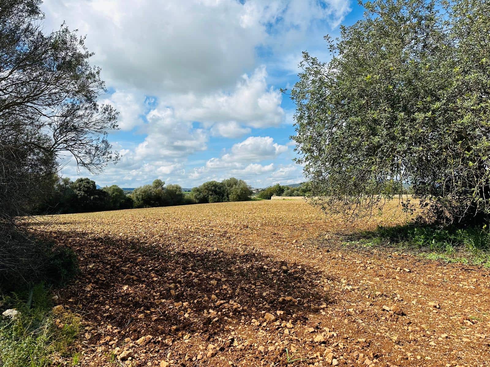 Terre non Aménagée à vendre à Manacor - 300 000 € (Ref: 9622755)