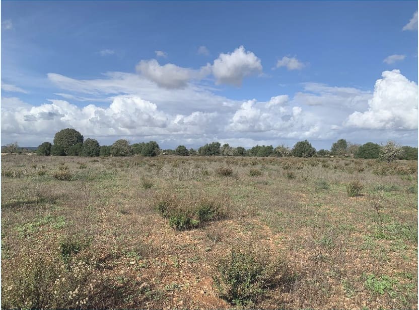 Tontti myytävänä paikassa Felanitx - 300 000 € (Ref: 9627951)