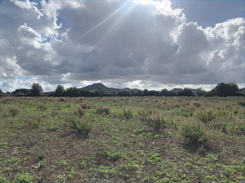 Tontti myytävänä paikassa Felanitx - 300 000 € (Ref: 9627951)