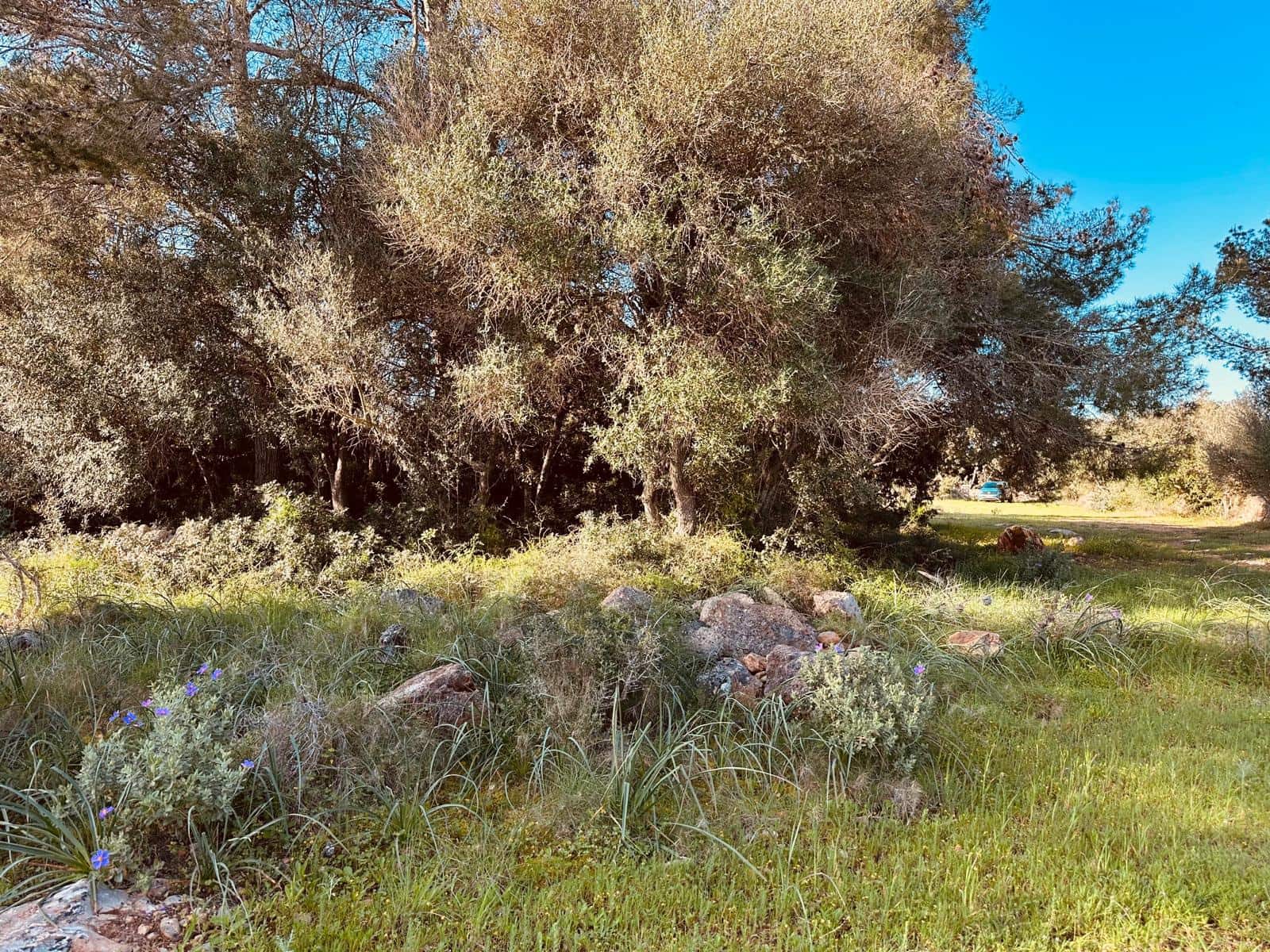 Building Plot for sale in Felanitx - € 350,000 (Ref: 9696731)