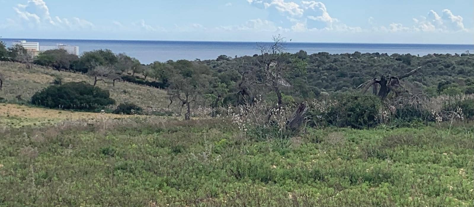 Byggetomt til salgs i Manacor - € 750 000 (Ref: 9757539)