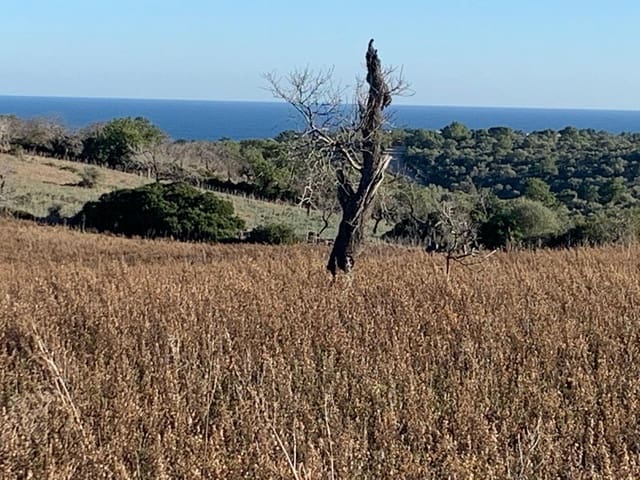 Terrain à Bâtir à vendre à Manacor - 750 000 € (Ref: 9757539)
