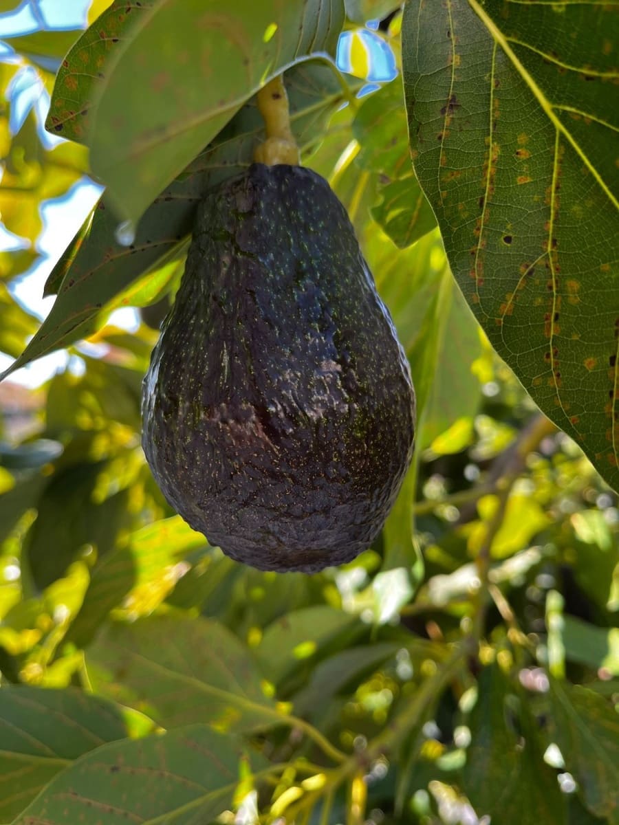 4 soverom Villa til salgs i Mijas med svømmebasseng garasje - € 495 000 (Ref: 9542114)