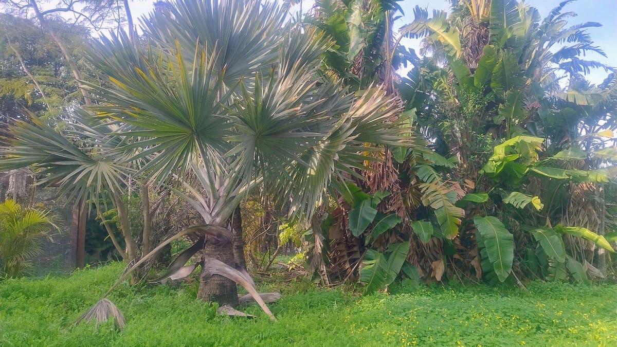 Building Plot for sale in Marbella - € 1,300,000 (Ref: 9565717)