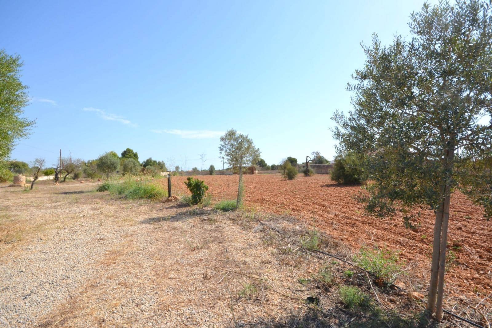 Grunde uden byggetilladelser til salg i Biniali - € 320.000 (Ref: 10185057)