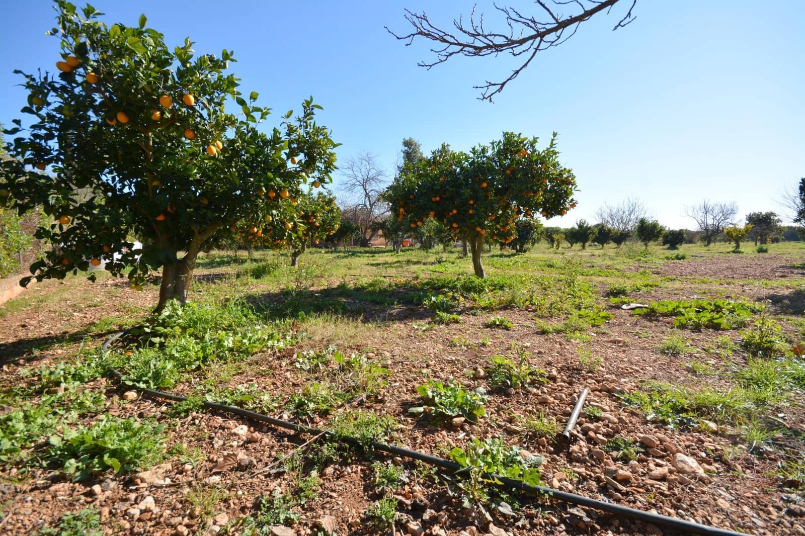 6 bedroom Finca/Country House for sale in Marratxi with pool garage - € 2,300,000 (Ref: 3209659)