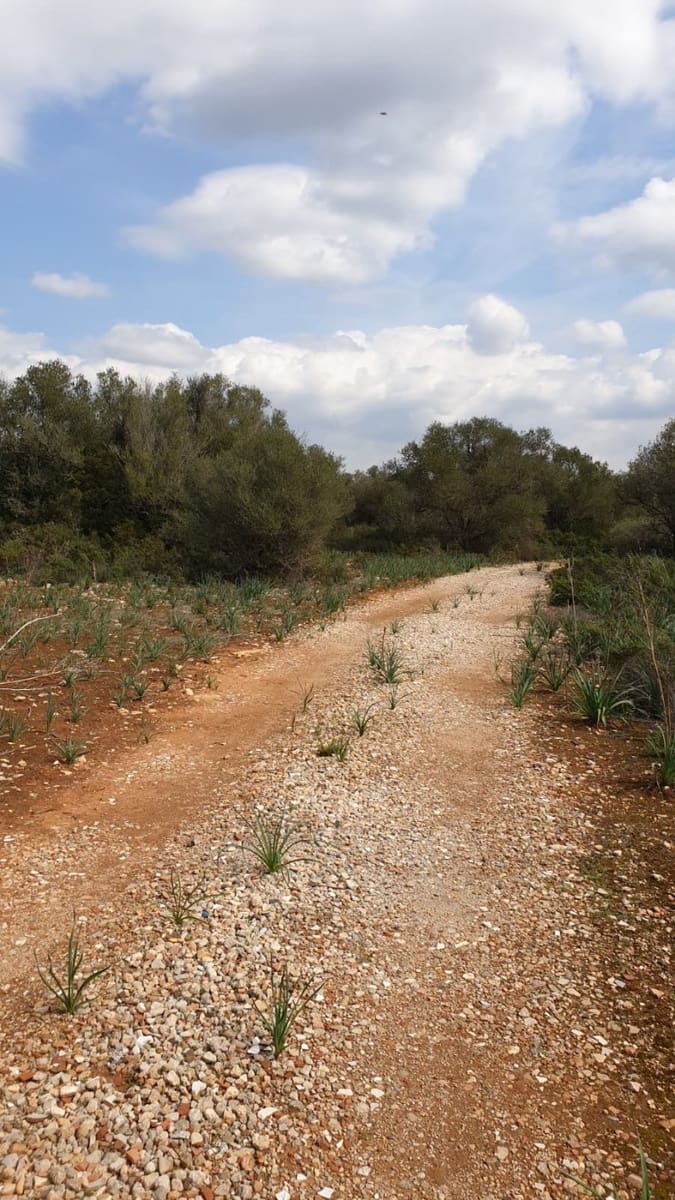 Tomt till salu i Llucmajor - 980 000 € (Ref: 6677149)