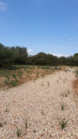 Tontti myytävänä paikassa Llucmajor - 980 000 € (Ref: 6677149)