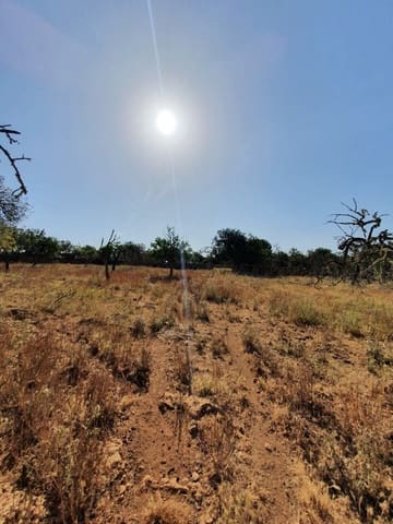 1 chambre Finca/Maison de Campagne à vendre à Santa Margalida - 365 000 € (Ref: 6858000)