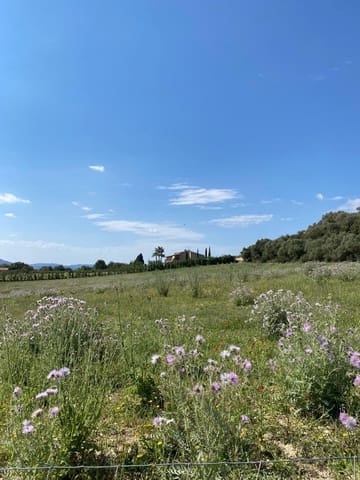 Byggetomt til salgs i Manacor - € 240 000 (Ref: 6874828)