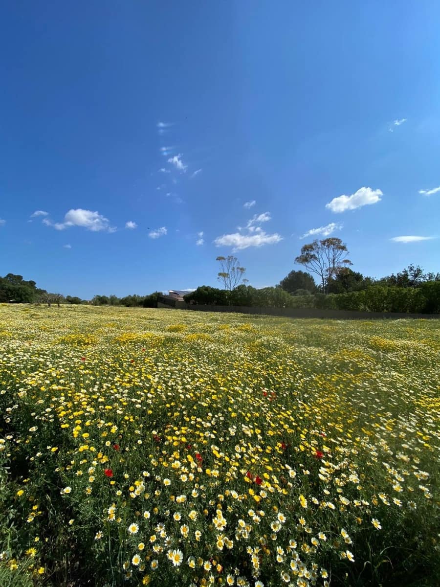 Byggetomt til salgs i Manacor - € 240 000 (Ref: 6874828)