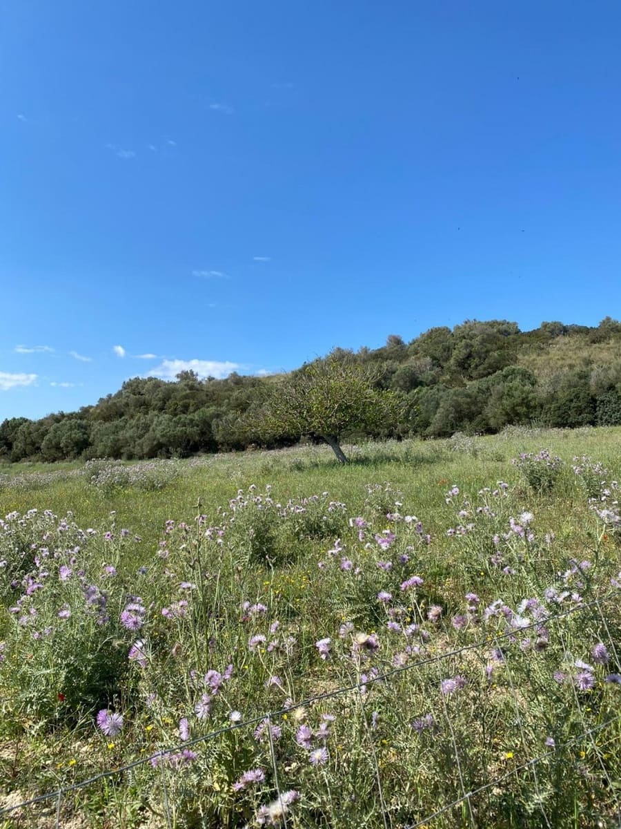 Byggetomt til salgs i Manacor - € 240 000 (Ref: 6874828)