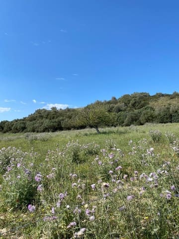 Byggetomt til salgs i Manacor - € 240 000 (Ref: 6874828)