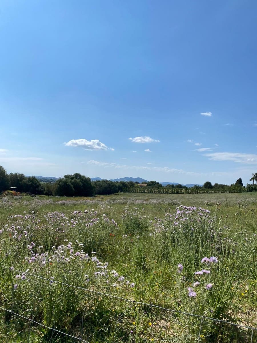 Byggetomt til salgs i Manacor - € 240 000 (Ref: 6874828)