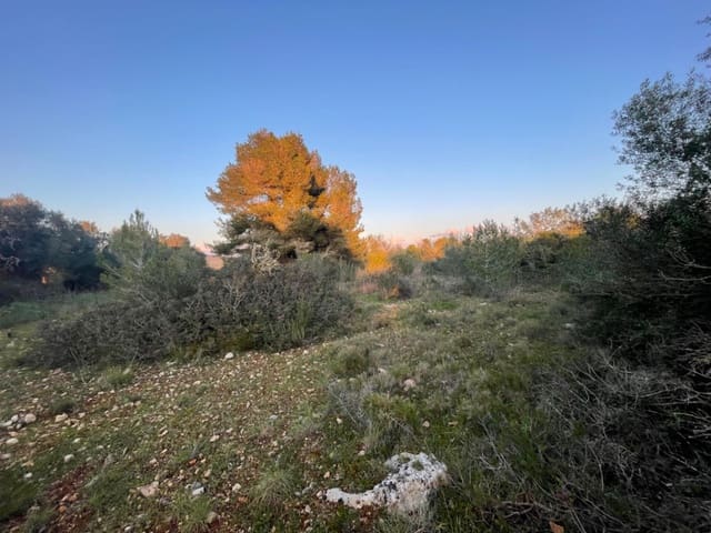 Mark till salu i Manacor - 50 000 € (Ref: 7427412)