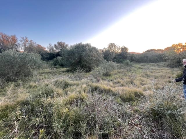 Mark till salu i Manacor - 50 000 € (Ref: 7427412)