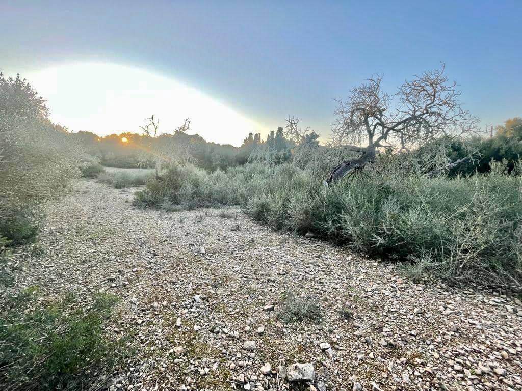 Rakentamaton maa myytävänä paikassa Manacor - 32 000 € (Ref: 7451723)