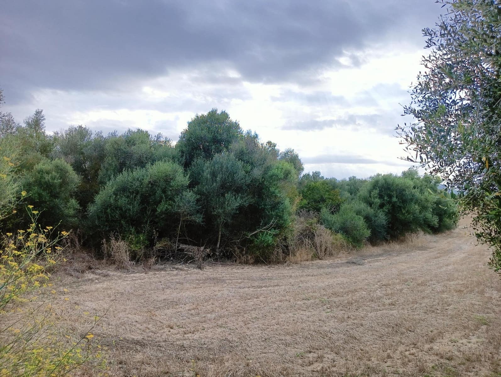 1 chambre Finca/Maison de Campagne à vendre à Sant Joan - 74 500 € (Ref: 8395247)