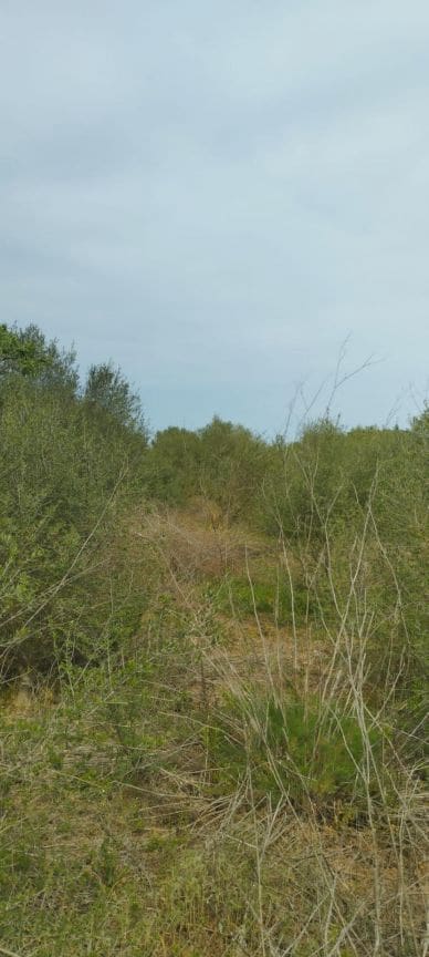 Terre non Aménagée à vendre à Felanitx - 33 000 € (Ref: 9059457)