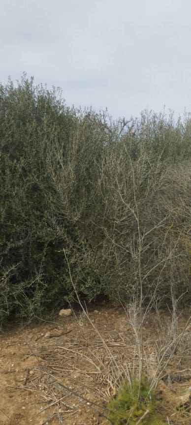 Terre non Aménagée à vendre à Felanitx - 33 000 € (Ref: 9059457)