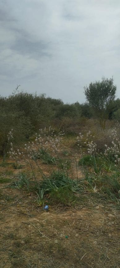 Terre non Aménagée à vendre à Felanitx - 33 000 € (Ref: 9059457)