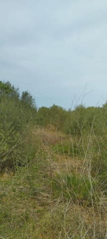 Undeveloped Land for sale in Felanitx - € 33,000 (Ref: 9059457)