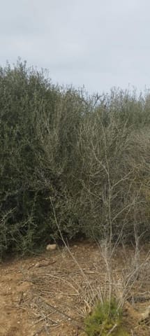 Undeveloped Land for sale in Felanitx - € 33,000 (Ref: 9059457)