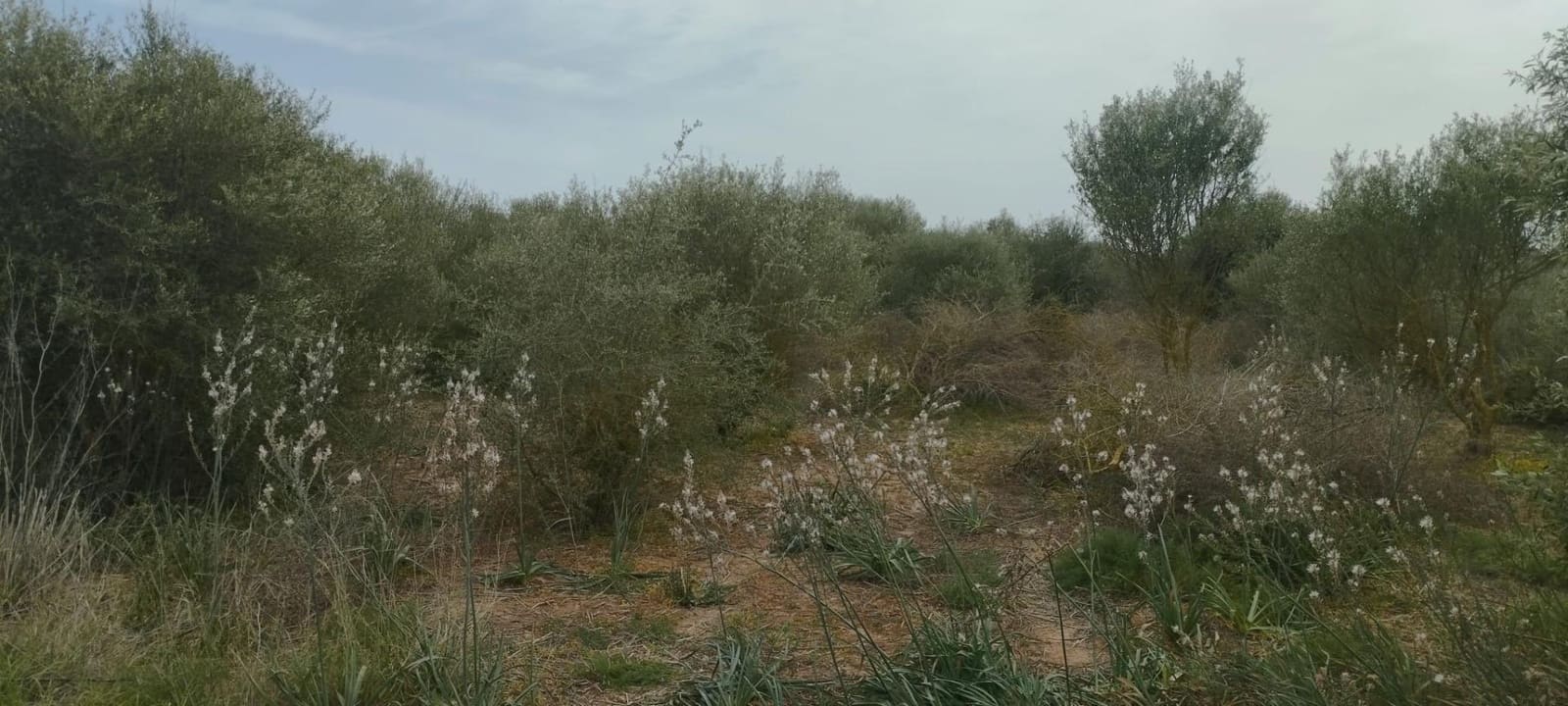 Terre non Aménagée à vendre à Felanitx - 33 000 € (Ref: 9059457)