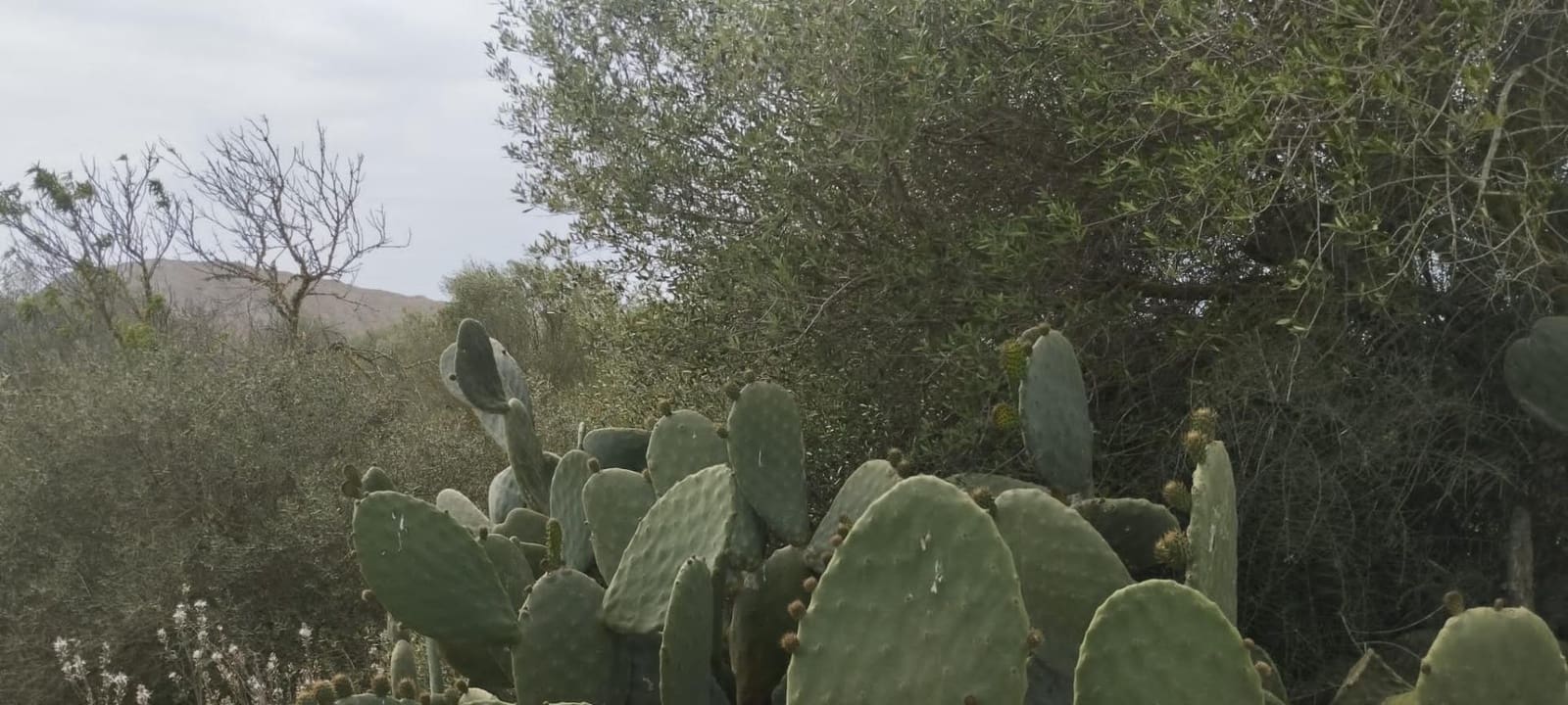 Terre non Aménagée à vendre à Felanitx - 33 000 € (Ref: 9059457)