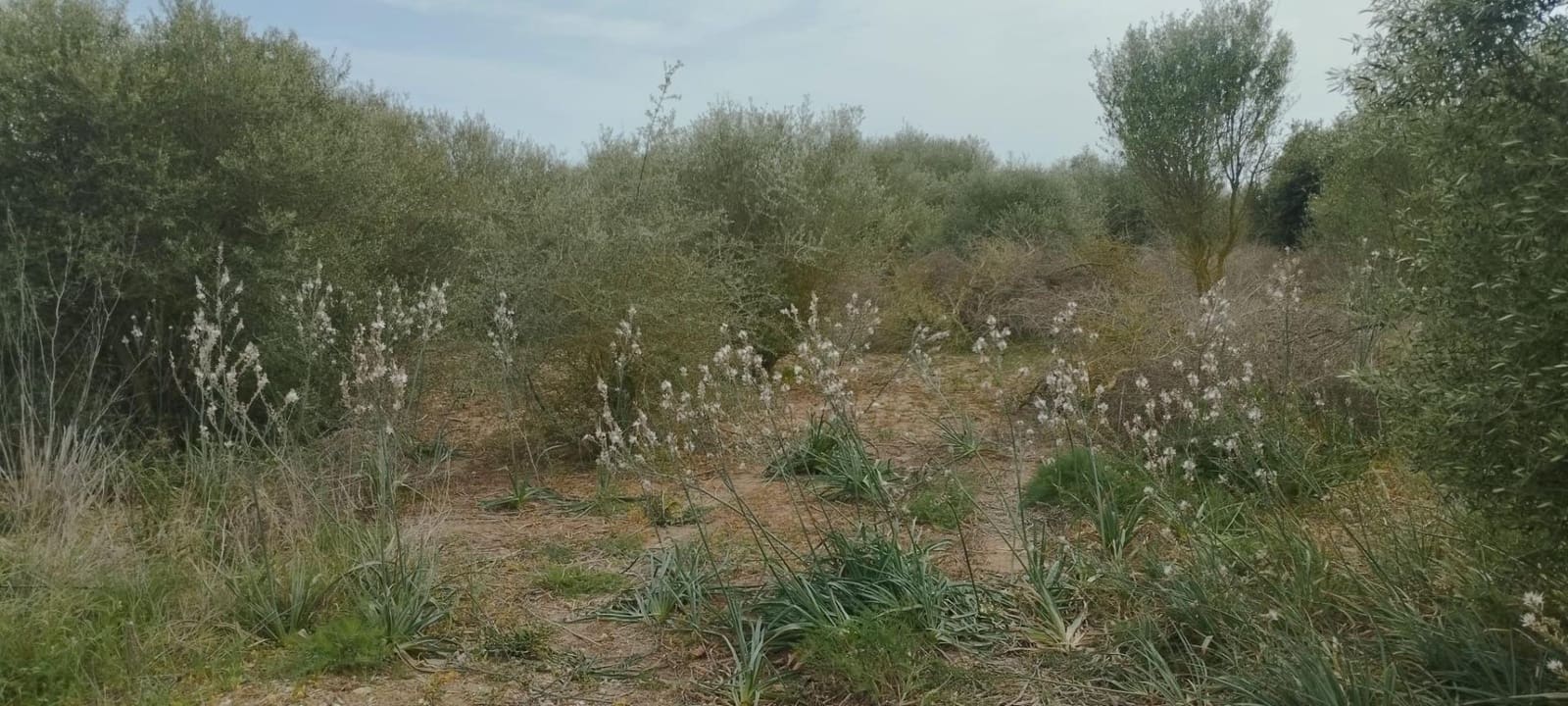 Terre non Aménagée à vendre à Felanitx - 33 000 € (Ref: 9059457)