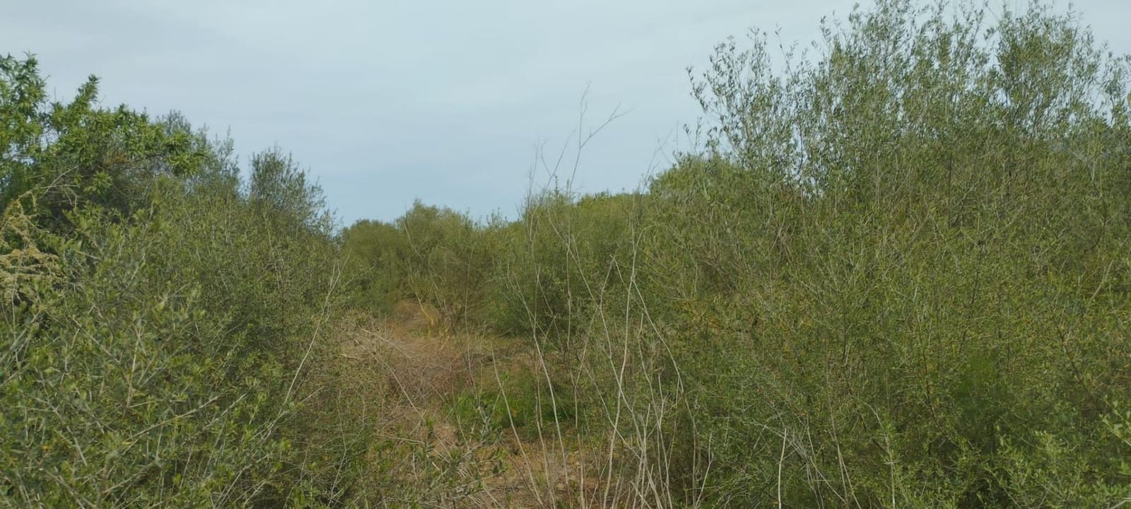 Terre non Aménagée à vendre à Felanitx - 33 000 € (Ref: 9059457)