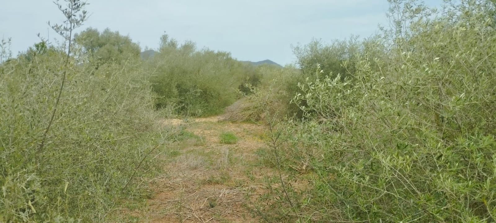 Terre non Aménagée à vendre à Felanitx - 33 000 € (Ref: 9059457)