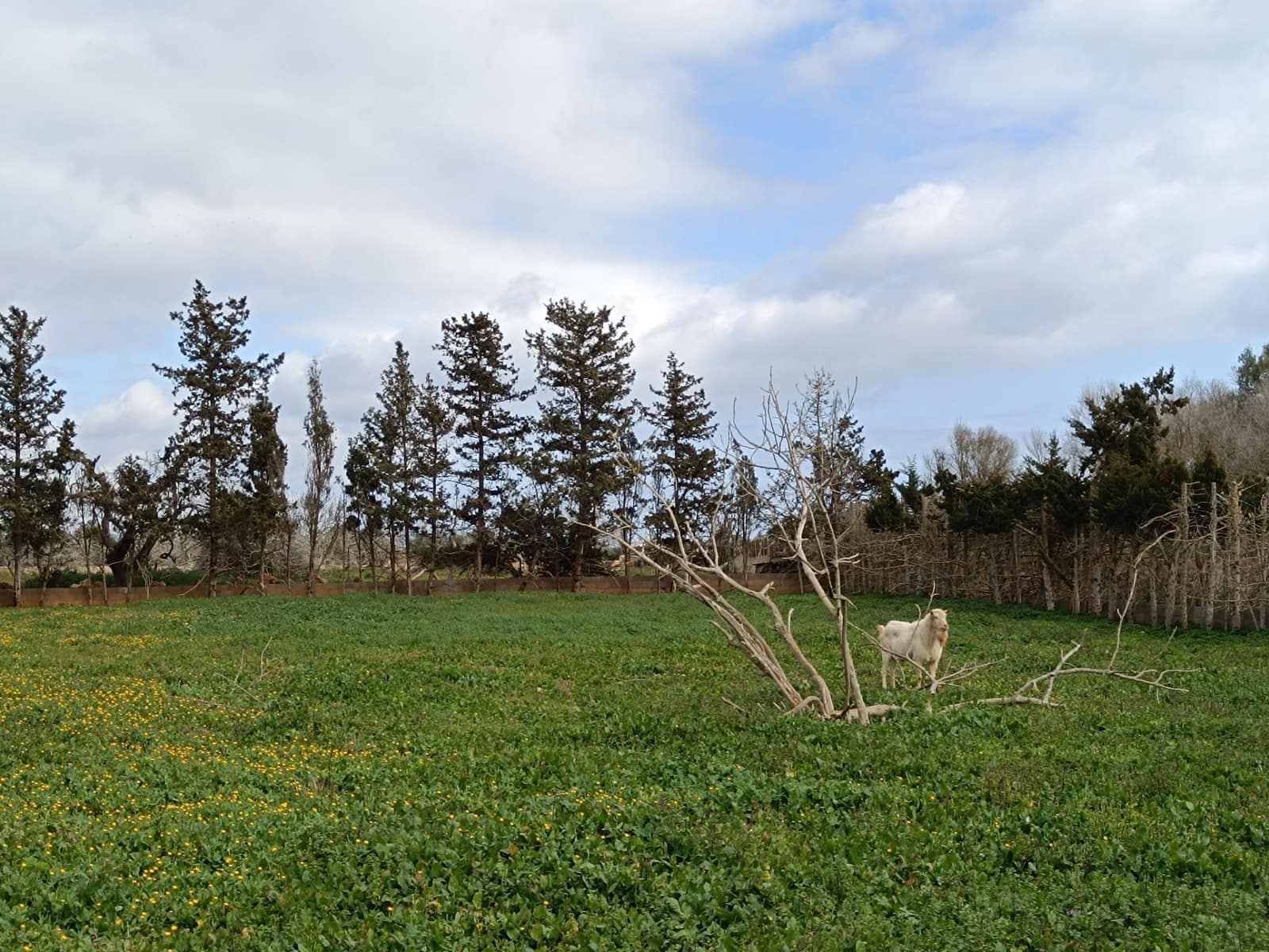 3 soveværelse Finca/Landehus til salg i Sant Llorenc des Cardassar med garage - € 450.000 (Ref: 9065301)